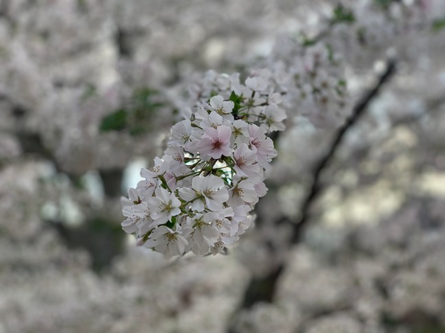 Cherry blossom